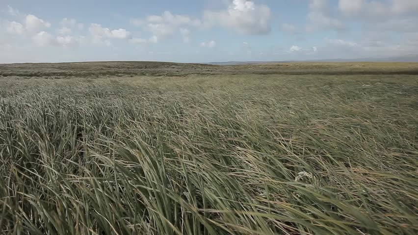 wind blown vegetation on Enderby Island one of the Auckland Islands, sub Antarctic islands.