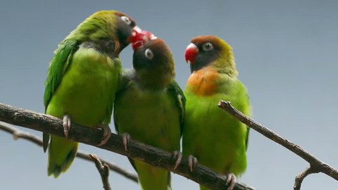 BLACK-CHEEKED LOVEBIRD (AGAPORNIS NIGRIGENIS).Three parrots perched on a branch while the couple are kissing the second male look.