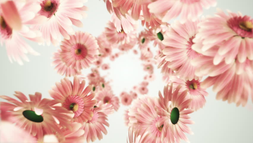 Animation flying of realistic flowers buds on clear and bright background. Animation of seamless loop. Royalty-Free Stock Footage #28716340