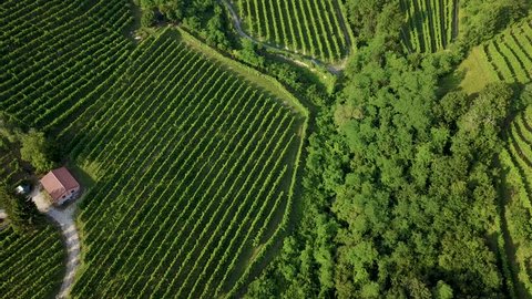 Drone view of Valdobbiadene hills, UNESCO World Heritage. Prosecco country - Cartizze hills - Vineyards ready for harvest