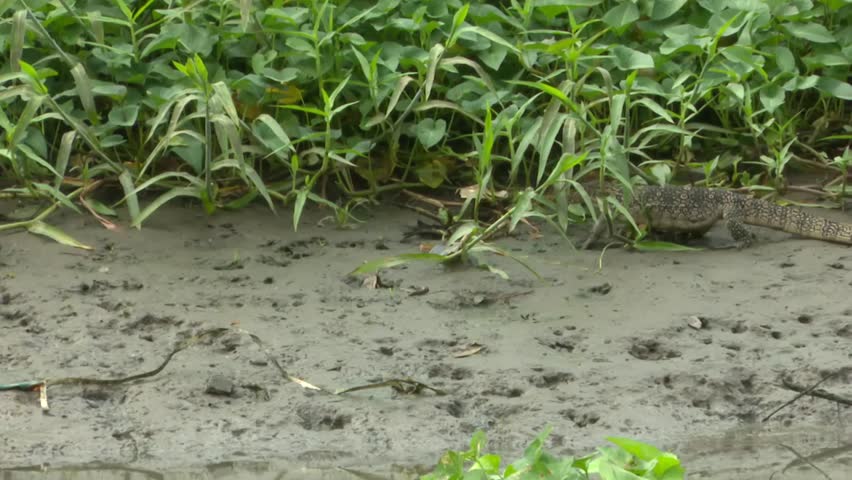 varanus salvator walking for food