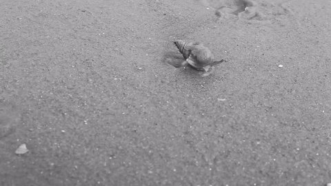 Seas snail crawling on beach next to the sea