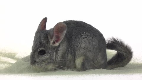 Chinchilla is bathed in zeolite sand, cleansing fur. Slow motion