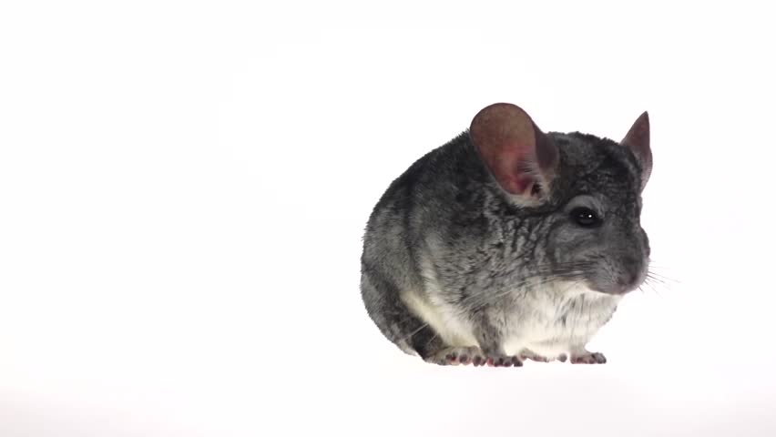 Gray chinchilla frightened runs away from frame in slow motion