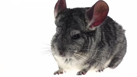 Gray chinchilla ran away on white background in slow motion