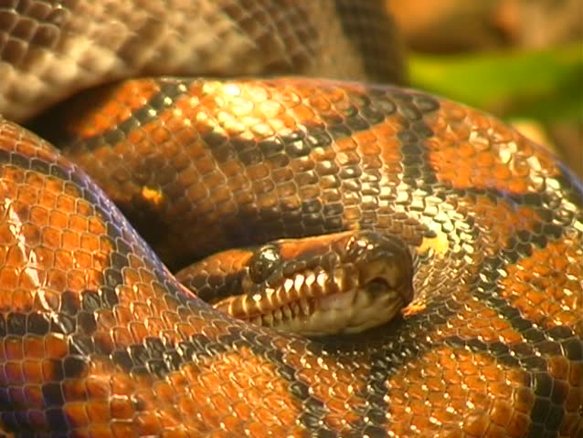 Rainbow boa (Epicrates cenchria) from the Peruvian Amazon