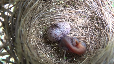 Newborn baby bird in nest. One bird sleeping and other bird hatching from the egg, time of their hatching chicks range in development from helpless to independent, beautiful nature of animal wildlife