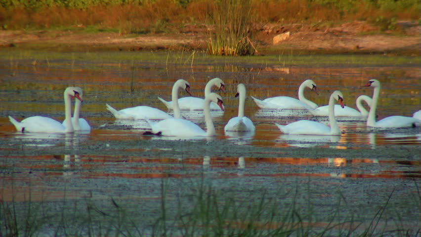 Swans in the wild...(Danube Delta)