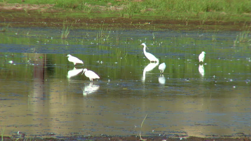 Egrets in the wild...(Danube Delta)