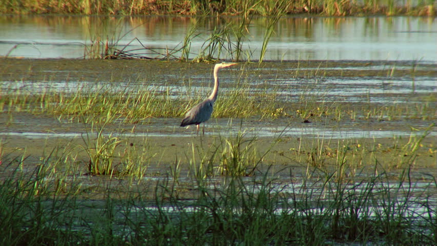 Grey Heron in the wild...(Danube Delta)