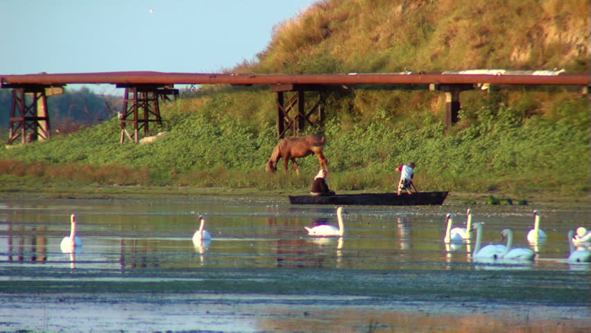 Landscape with swans and locals in the Danube Delta...
