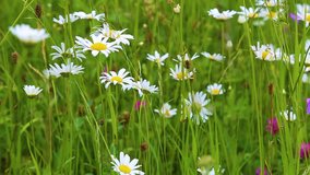 Closeup view of many wild plants of different kinds moving in wind on summer day. Daisies and other growth in countryside area. Real time full hd video footage.