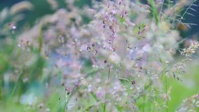 Green bright natural background. Closeup view of beautiful fresh wild grass with seeds moving in wind on summer sunny day. Shallow depth of field. Real time full hd video footage.