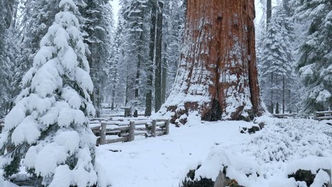 
General Sherman tree ( Sequoiadendron giganteum), in the Giant Forest of Sequoia National Park. USA