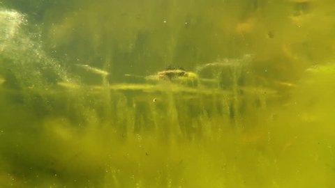underwater shot showing rapid algal bloom in aquatic system