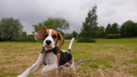 Cute Beagle pup happily run forward by field in summer park, slow motion shot. Funny long flapping ears, wet nose, doggy rush and jump, trying to follow camera moving back