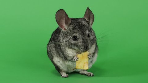 Gray chinchilla eating piece of apple sitting on hind legs