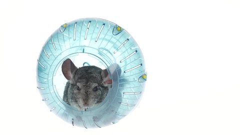 Gray chinchilla sitting in blue ball for walks. White background