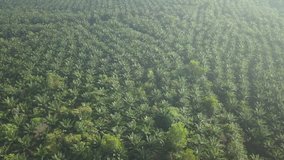 Aerial Footage - Palm Oil plantation at sunrise, top down view. Drone moving forward low angle. Underexposed shot, cinematic mood, raw, unprocessed footage