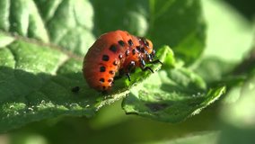 Insect macro Second instar Colorado Potato beetle agriculture pest sits on green potato leaf