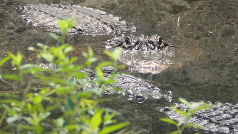 American Alligators (Alligator Mississippiensis) swimming in swamp. Everglades, Florida 