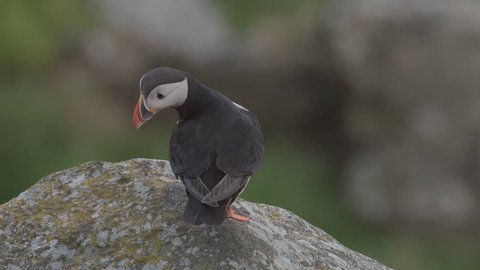 puffin at the coast of norway