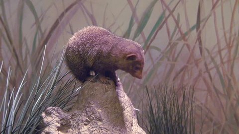 Dwarf Mongoose jumping off its termite mound perch