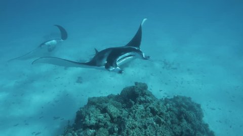 Manta rays in tahiti in Polynesia