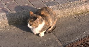 4K video footage view of ginger cat in hamlet Radonez near Sergiev Posad town, Golden Ring route 100 km from Moscow, Russia in summer day