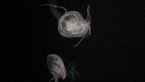 Video footage Closeup on Exotic Beautiful Jellyfish moving around in aquarium.