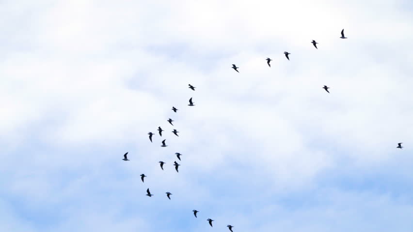Follow leaders: Flock of geese flying in an imperfect V formation. Slow motion. Birds Geese flying in formation, Blue sky background. Migrating Greater birds flying in Formation