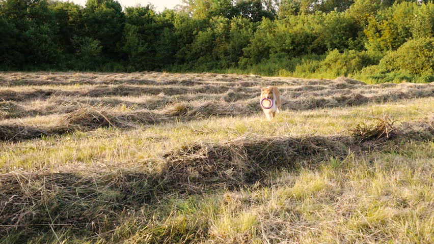 Collie dog running with toy on green field at sunlight, slow motion 250 fps