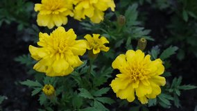 Marigold Tagetes Marigoldis yellow flowers. HD footage video Shooting of static camera.