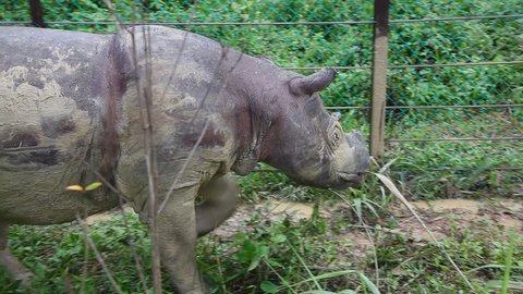 Sabah Rhino Walking Protection Area Stock Footage Video (100% Royalty ...