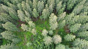 Aerial shot of green forest
