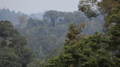 Rainforest in Borneo, Malaysia landscape footage