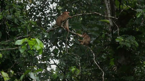 Two macaques, Borneo rainforest