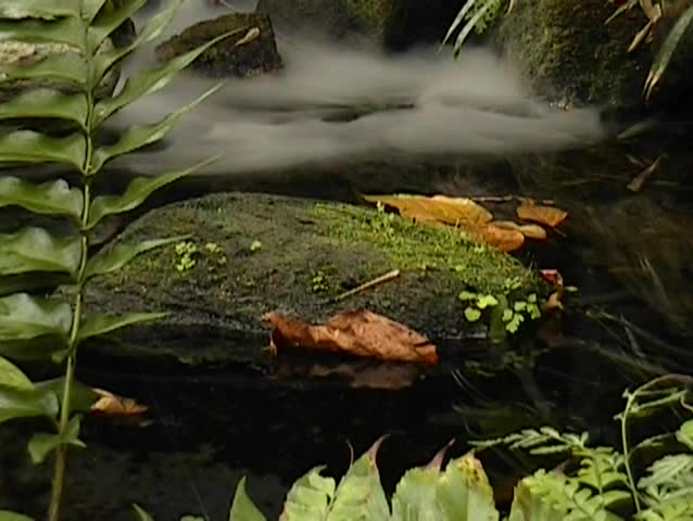 Goldfish Pond