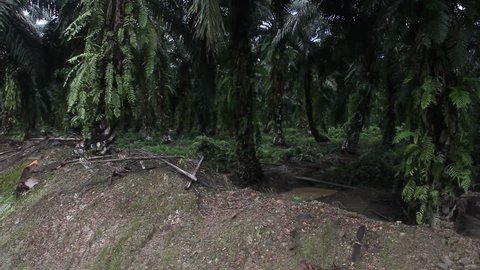 Artificial stream in the Palm Oil Plantation