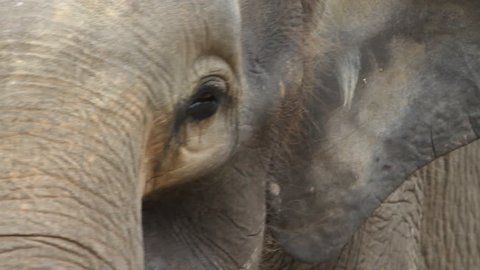 Ears, Bornean Pygmy Elephant, close-up