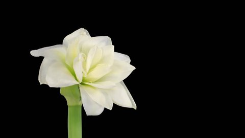 Time-lapse of opening white "Alfresco" amaryllis Christmas flower 1x1 in PNG+ format with alpha transparency channel isolated on black background.