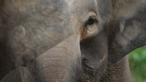 Bornean Pygmy Elephant, Malaysia