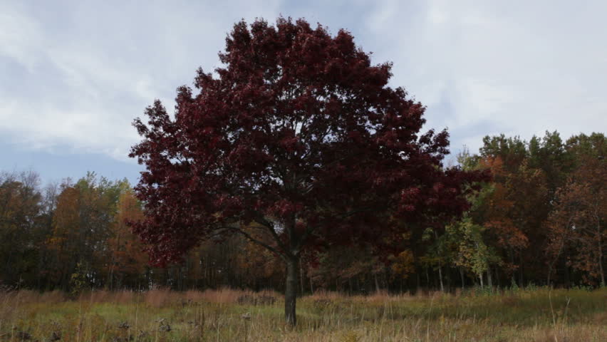 Red Tree in the Fall Prairie - Stately tree backed by a brilliant fall forest, prairie grass in the foreground, and a breeze rustling leaves and blowing clouds. Cherokee Marsh, Madison, Wisconsin.