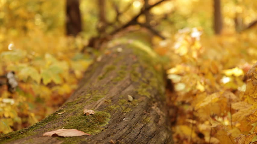 Golden Forest - A forest glows a brilliant gold in Fall. Rack focus from a low angle of a log in the foreground to more distant trees. Sunlight filters through and a gentle breeze rustles the leaves.