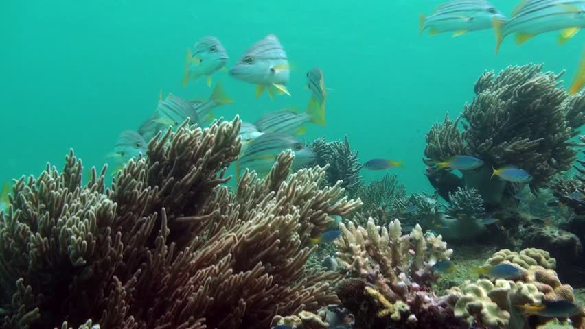 Colorful stripey's on the great barrier reef. Australia.