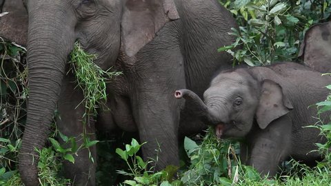 Baby borneo pygmy elephant in the Bornean rainforest
