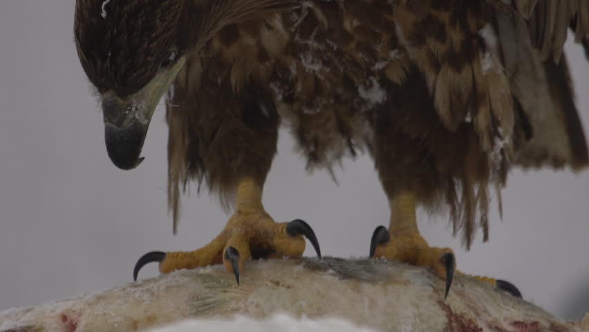 White-tailed eagle eating on ice, winter season
