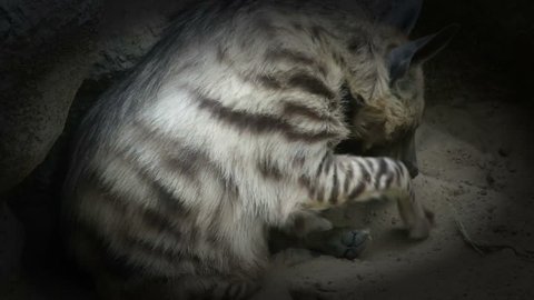 Hyena digs sand with paw