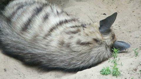 striped hyena lies on the sands