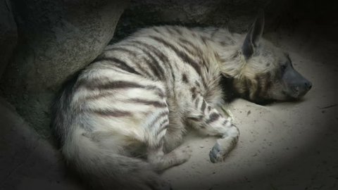 striped hyena digs the sand with its paw